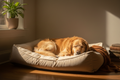 A calm dog resting on a soft bed in warm light

A dog wearing a calming vest in a relaxed home setting

A peaceful dog + soft textures (blanket, bed, toy nearby)